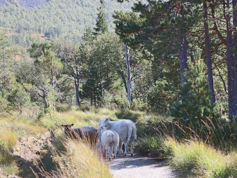 Spaziergang Schafe