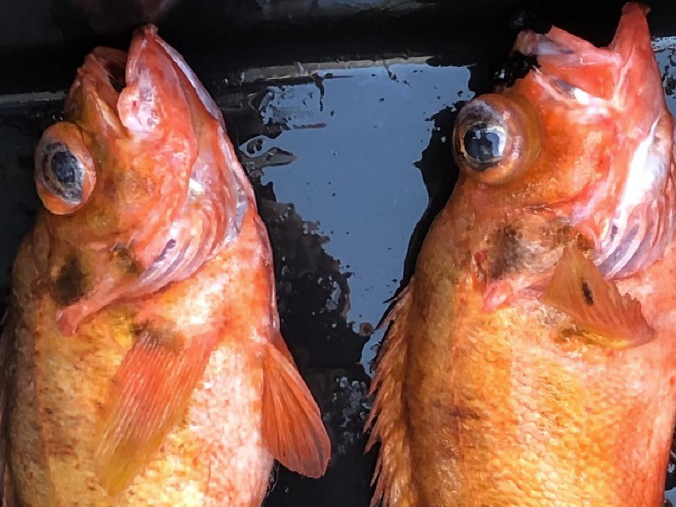 Fische grillen Norwegen